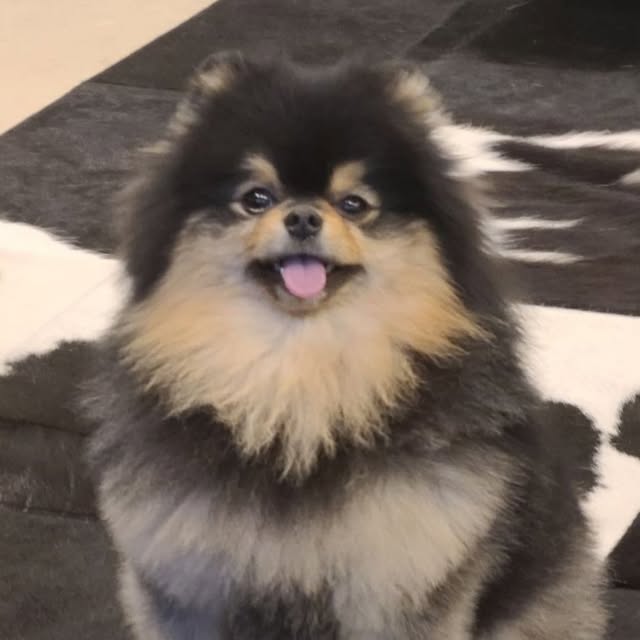 Vのプロフィール写真